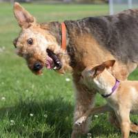 Sophie & TAco say Hello!