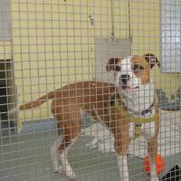 Dog in Kennel