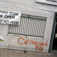 Katrina Pet Rescue