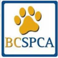 BC SPCA Victoria - In Tribute