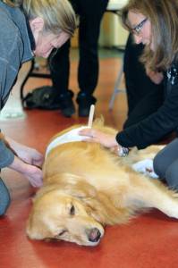 Eileen Smith (r) instructing the Walks and Wags First Aid Class