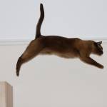 Cat jump